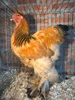 Brahma hennen en hanen  tt kwaliteit, Dieren en Toebehoren, Pluimvee, Meerdere dieren, Kip