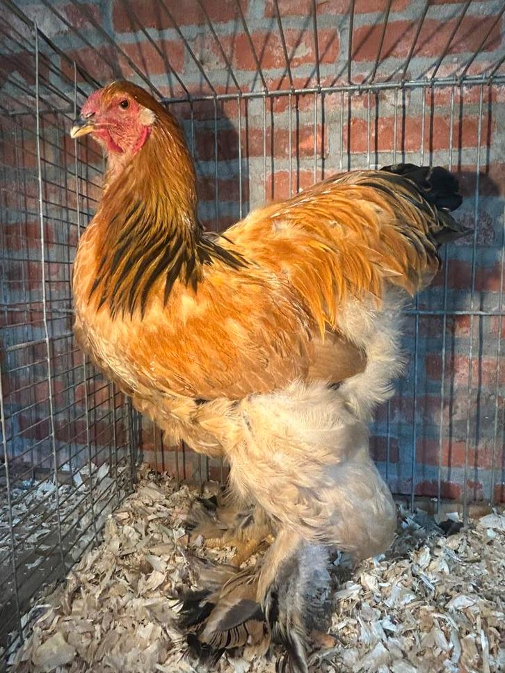 Brahma hennen en hanen  tt kwaliteit, Dieren en Toebehoren, Pluimvee, Kip, Meerdere dieren