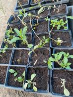 Verbena plantjes, Tuin en Terras, Planten | Tuinplanten, Vaste plant, Halfschaduw, Zomer, Ophalen