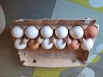 Verse scharreleieren 12 stuks voor 3,60 euro, Ophalen