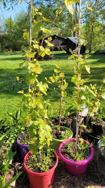 Druivelaars muskat blanc en rouge, Tuin en Terras, Ophalen, In pot