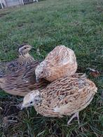 Trio Japanse kwartels, Meerdere dieren, Tam