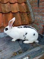 Drachtige reuzevlinder, Dieren en Toebehoren, Konijnen