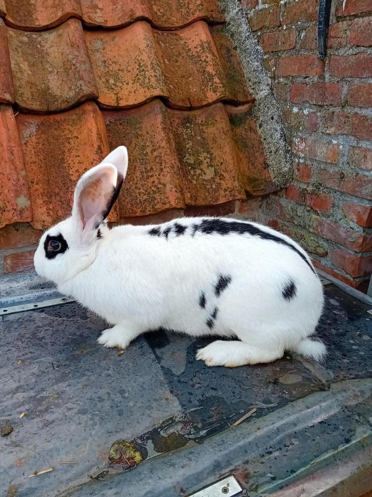 Drachtige reuzevlinder, Dieren en Toebehoren, Konijnen