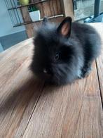 Mooie mannelijke leeuwenkop konijntjes