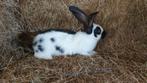 Reuzevlinder lotharinger te koop, Dieren en Toebehoren, Konijnen