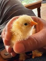 Brahma kuikens, Dieren en Toebehoren, Meerdere dieren, Kip