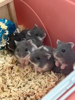 Russische dwerghamsters, Dieren en Toebehoren, November