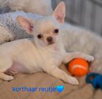 Prachtige kortharig chihuahua reutje, Dieren en Toebehoren, België, Fokker | Hobbymatig, CDV (hondenziekte), 8 tot 15 weken