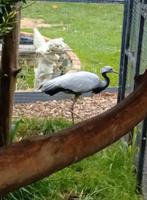 Juffer kraanvogel  vrouw 2025, Dieren en Toebehoren