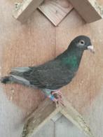 Kleurpostduiven, Plusieurs animaux, Pigeon voyageur