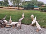 Indische loopeenden Woerden., Dieren en Toebehoren, Pluimvee