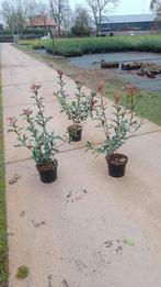 Photinia fraseri Carre Rouge, Tuin en Terras, Planten | Struiken en Hagen, Ophalen of Verzenden, Struik