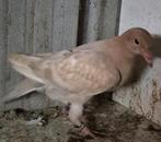 Reisduif, Dieren en Toebehoren, Postduif