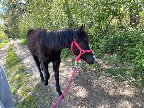 Vrienje gezocht, Dieren en Toebehoren, Paarden, Zadelmak, Westernpaard, Met stamboom, Gechipt, Ontwormd, Ingeënt