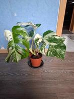 Monstrera, Thaise constellatie en monstrera, Huis en Inrichting, Overige soorten, Minder dan 100 cm, Groene kamerplant, Halfschaduw