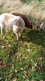 Schapen, Dieren en Toebehoren, Schapen, Geiten en Varkens