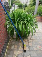 Agapanthus, Tuin en Terras, Planten | Tuinplanten, Ophalen