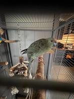 Kakarikipop met kooi en toebehoren, Dieren en Toebehoren, Vogels | Parkieten en Papegaaien, Vrouwelijk, Parkiet, Geringd