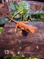 Jonge Baardagaam – Hypo Translucent Red/Orange Leatherback