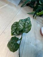Philodendron Brandtianum Wild Form, Ophalen of Verzenden