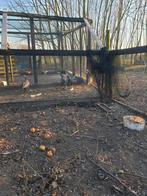 Parelhoenders, Dieren en Toebehoren