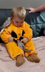 Jonge mannelijke valkparkieten EAM zeer goed getemd, Dieren en Toebehoren, Vogels | Parkieten en Papegaaien, Mannelijk, Parkiet