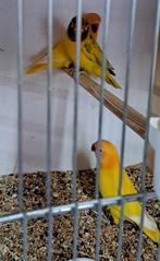 Personata's gele zwartoog., Geringd