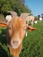 Dwerg geitjes, Dieren en Toebehoren, Schapen, Geiten en Varkens