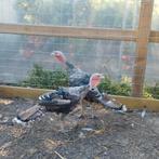 twee jonge kalkoenen, Dieren en Toebehoren, Pluimvee