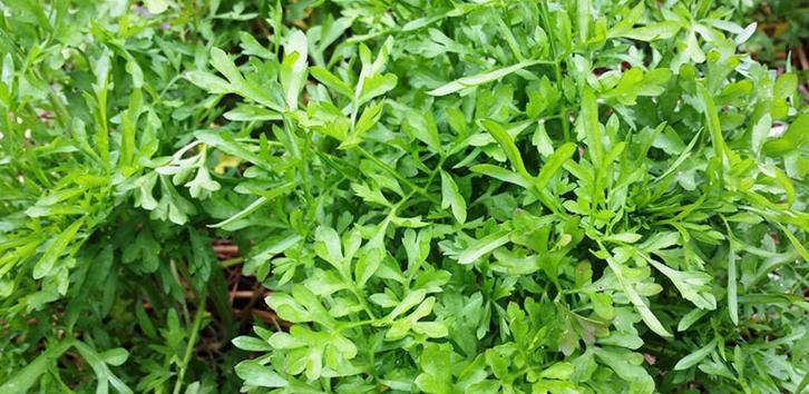 20 zaden Lepidium sativum - pittig blaadje voor in uw salade, Tuin en Terras, Bloembollen en Zaden, Zaad, Najaar, Halfschaduw