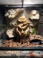 Afrikaanse gekko/Hemitheconyx caudicinctus, Hagedis, Met terrarium, 0 tot 2 jaar