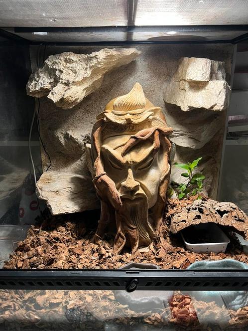Afrikaanse gekko/Hemitheconyx caudicinctus, Dieren en Toebehoren, Reptielen en Amfibieën, Hagedis, 0 tot 2 jaar, Met terrarium