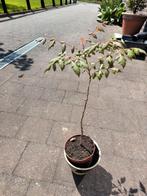 Chinese vernisboom, Tuin en Terras, Planten | Bomen, 250 tot 400 cm, Zomer, Ophalen, Volle zon