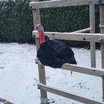 Kalkoen zwart, Dieren en Toebehoren, Kalkoen