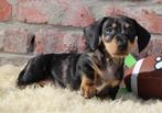 Teckel pup Merle (korthaar), Dieren en Toebehoren, België, Reu, CDV (hondenziekte), 8 tot 15 weken