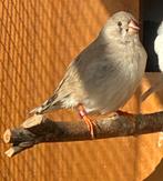 Zebravinken, Dieren en Toebehoren, Meerdere dieren