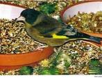 ZWARTKOP GROENLINGEN Chloris ambigua, Dieren en Toebehoren, Vogels | Overige Vogels, Meerdere dieren, Tropenvogel