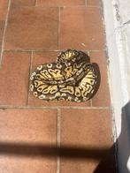 Python regius ball, Dieren en Toebehoren, Ophalen