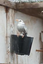 Merels mutatie, Dieren en Toebehoren, Meerdere dieren, Wildzangvogel, Geringd