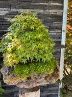 Bonsai Acer meerstam, Tuin en Terras, Ophalen