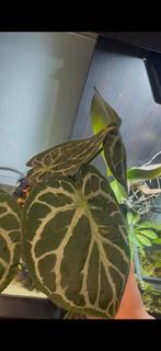 Anthurium crystal x clarinervium, Huis en Inrichting, Kamerplanten, Overige soorten, In pot, Minder dan 100 cm, Bloeiende kamerplant