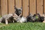 Chiots bouledogue français