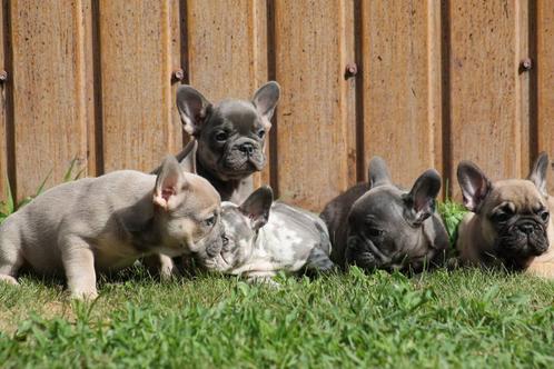 Chiots bouledogue français, Animaux & Accessoires, Chiens | Bouledogues, Pinschers & Molossoïdes, Plusieurs animaux, Bouledogue