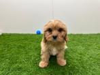 Cavapoo pups