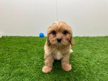 Cavapoo pups beschikbaar voor biedingen