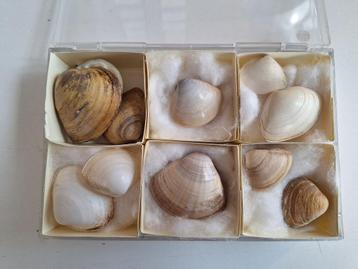 Schelpen - Mactridae beschikbaar voor biedingen
