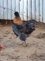 2 jonge hanen, Dieren en Toebehoren, Pluimvee