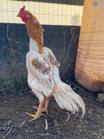 Mooie grote shamo haan, Animaux & Accessoires