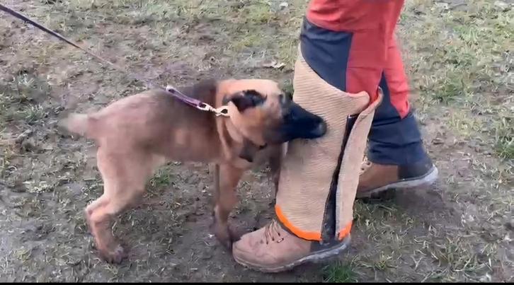 Mechelse herder TEEF, Animaux & Accessoires, Chiens | Bergers & Bouviers, Chienne, Berger, Éleveur | Loisir, Un chien, Belgique